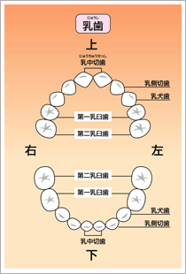 乳歯の生える時期
