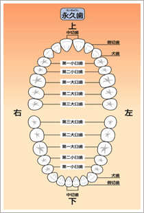 乳歯の生える時期
